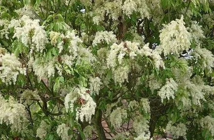 plantare de cenușă, de îngrijire de boală