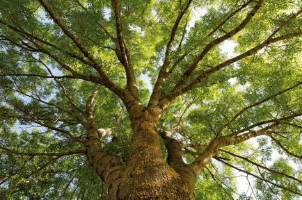 plantare de cenușă, de îngrijire de boală