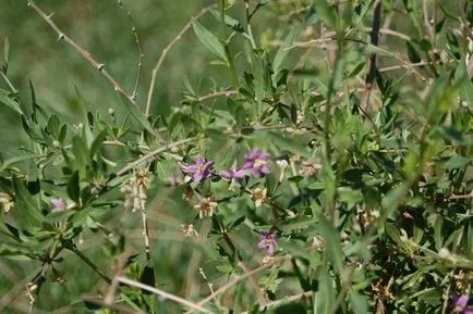 Goji Berry cum să crească în casă - cum să crească goji în zona lor