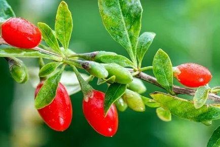 Goji Berry cum să crească în casă - cum să crească goji în zona lor