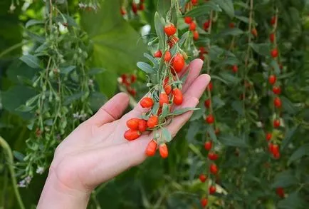 Goji Berry cum să crească în casă - cum să crească goji în zona lor