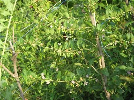 Goji Berry cum să crească în casă - cum să crească goji în zona lor