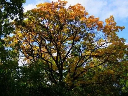 Пепел засаждане, грижи за болест