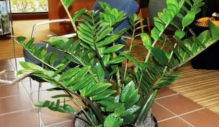 Zamioculcas грижи в дома, култивиране, размножаване, засаждане, пресаждане, подрязване, видове