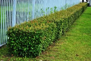 Хедж на Cotoneaster брилянтни снимки, засаждане, размножаване, резитба, нюанси грижи