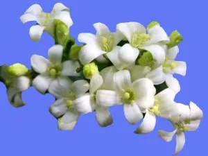 Jasmine - flori nunta, buchet de flori