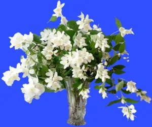 Jasmine - flori nunta, buchet de flori