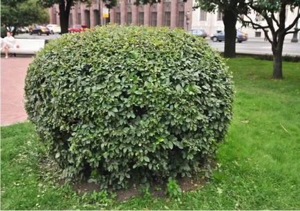 Hedge de imagini Cotoneaster genial, plantare, propagare, tăiere, nuanțe de îngrijire