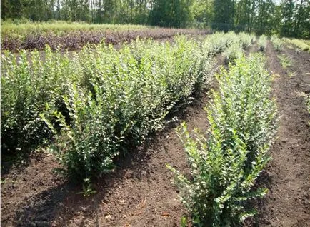 Hedge de imagini Cotoneaster genial, plantare, propagare, tăiere, nuanțe de îngrijire