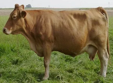 German rasa bovine galben