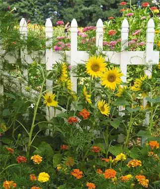 Flori cabana pentru a alege un grădinar novice