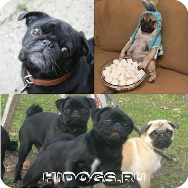 Hány élő pugs élettartama kutyák pugs (fotó)