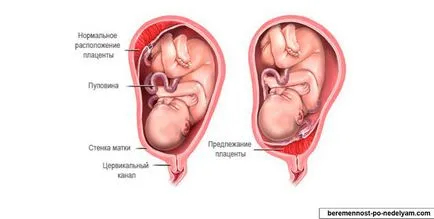 Какво е значението на плацентата в организма укриването здраво бебе