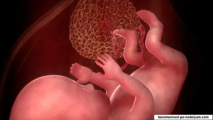 Какво е значението на плацентата в организма укриването здраво бебе