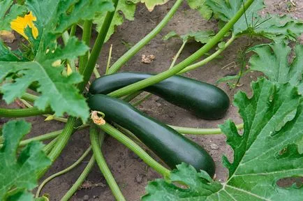 Zucchini proprietăți utile dlinnoplodnogo dovlecel verde