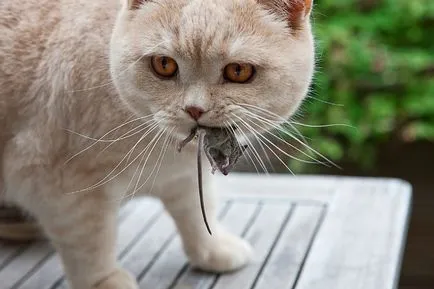 Distemper la pisici, întrebări și răspunsuri