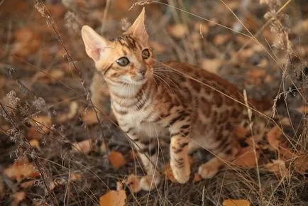 Distemper la pisici, întrebări și răspunsuri