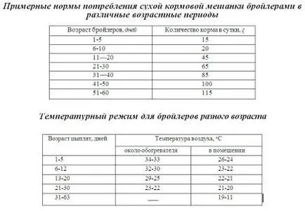 Бройлери отглеждане и грижи и хранене