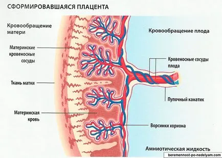 Care este importanta placentei în organism care adăpostește un copil sănătos