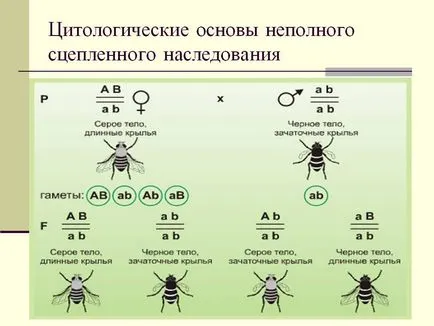 Citológiai alapján hiányos kötött öröklődés - Bemutató 14003-6