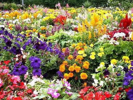 Flori cabana pentru a alege un grădinar novice