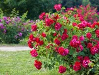 Alegerea unui crini de înaltă calitate becuri (master class), flori de grădină (conac)
