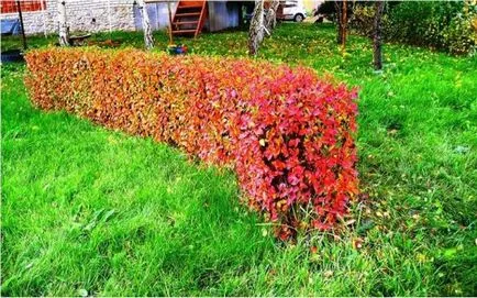 Hedge de imagini Cotoneaster genial, plantare, propagare, tăiere, nuanțe de îngrijire