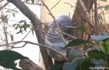 Zoo Bécs télen, személyes tapasztalat