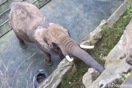 Zoo Bécs télen, személyes tapasztalat