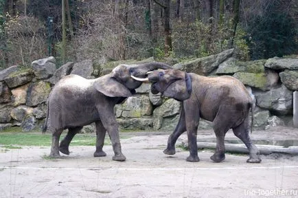 Zoo Bécs télen, személyes tapasztalat