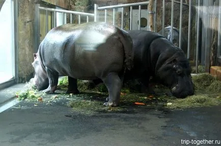 Zoo Bécs télen, személyes tapasztalat