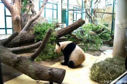 Zoo Bécs télen, személyes tapasztalat