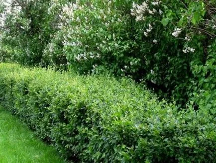 Hedge de imagini Cotoneaster genial, plantare, propagare, tăiere, nuanțe de îngrijire