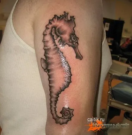 Semnificație Seahorse tatuaj - fotografii tatuaj