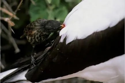 10. Meglepően szörnyű és vérszomjas madarak