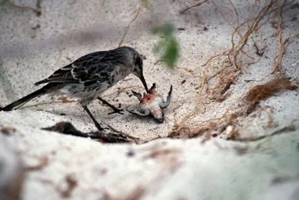 10. Meglepően szörnyű és vérszomjas madarak