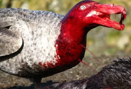 10. Meglepően szörnyű és vérszomjas madarak