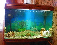 Aquarium la domiciliu - sfaturi pentru începători