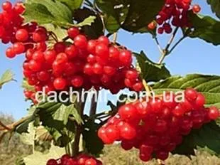 Агротехника расте калина, Viburnum размножаване, изрезки на разсад, грижи, заболявания и