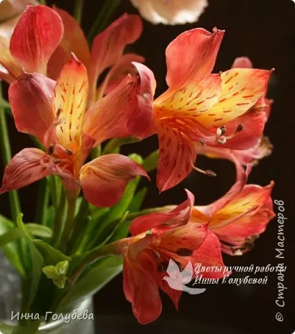 Alstroemeria származó KPH