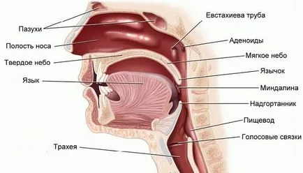 2. fokozat orrpolip gyermekek kezelésére, a tünetek és okok