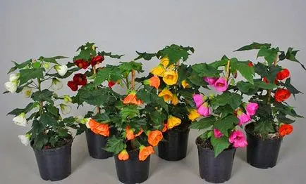 de îngrijire la domiciliu Abutilon, cultivarea, propagare, plantare, transplantare, tăiere, specii,