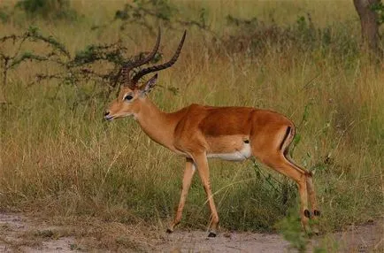 Descriere rasa Marsh de capră african, caracteristicile