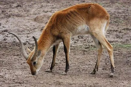 Descriere rasa Marsh de capră african, caracteristicile