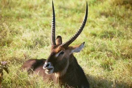 Descriere rasa Marsh de capră african, caracteristicile