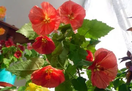 de îngrijire la domiciliu Abutilon, cultivarea, propagare, plantare, transplantare, tăiere, specii,