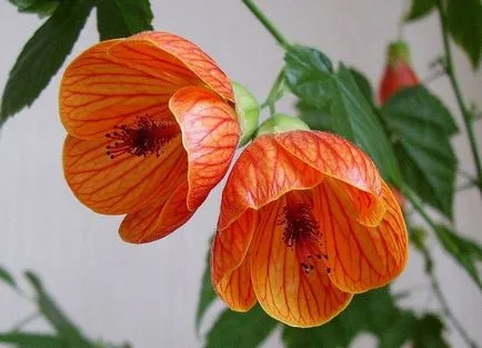 de îngrijire la domiciliu Abutilon, cultivarea, propagare, plantare, transplantare, tăiere, specii,