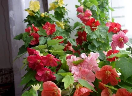 de îngrijire la domiciliu Abutilon, cultivarea, propagare, plantare, transplantare, tăiere, specii,