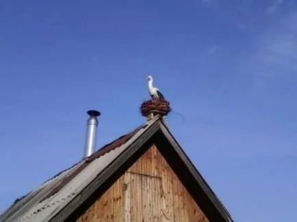 Stork a tetőn