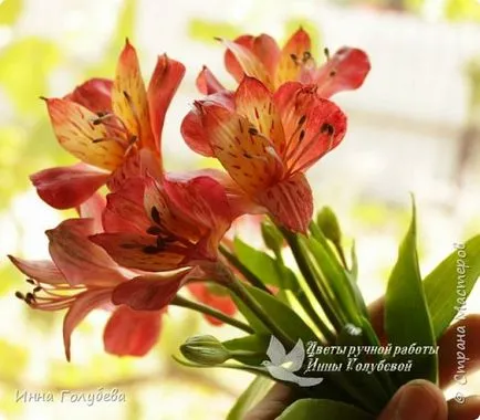 Alstroemeria származó KPH